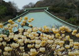 海蔵寺のミツマタ